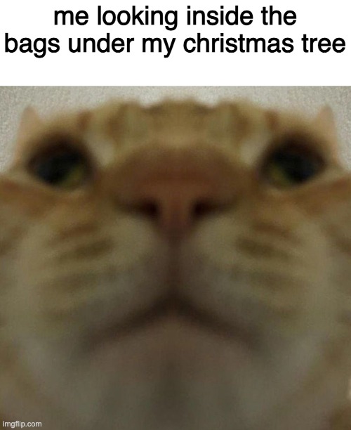 Kat | me looking inside the bags under my christmas tree | image tagged in funny cats,christmas | made w/ Imgflip meme maker