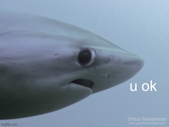 Shark u ok | u ok | image tagged in shark u ok | made w/ Imgflip meme maker