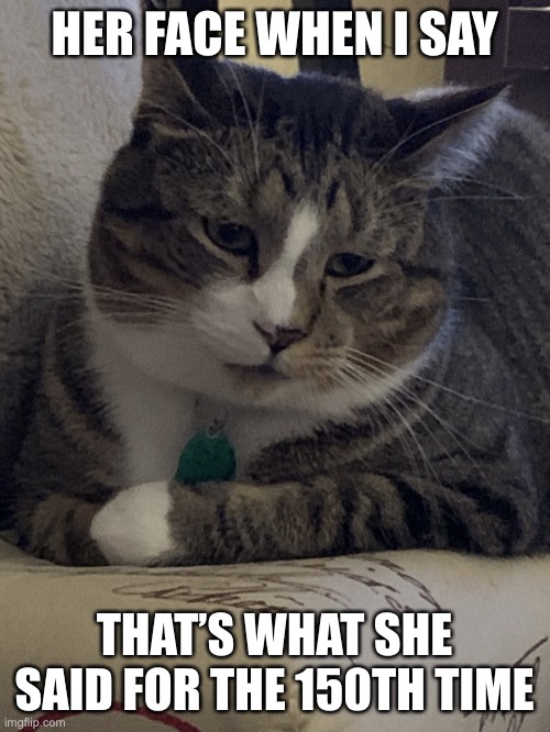 Disappointed cat | HER FACE WHEN I SAY; THAT’S WHAT SHE SAID FOR THE 150TH TIME | image tagged in murrie the cat | made w/ Imgflip meme maker