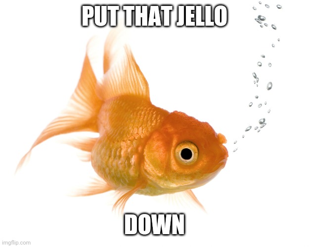Bad Memory Goldfish | PUT THAT JELLO DOWN | image tagged in bad memory goldfish | made w/ Imgflip meme maker