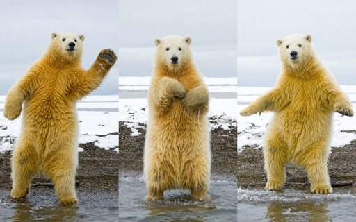 Dancing Polar Bear Blank Meme Template