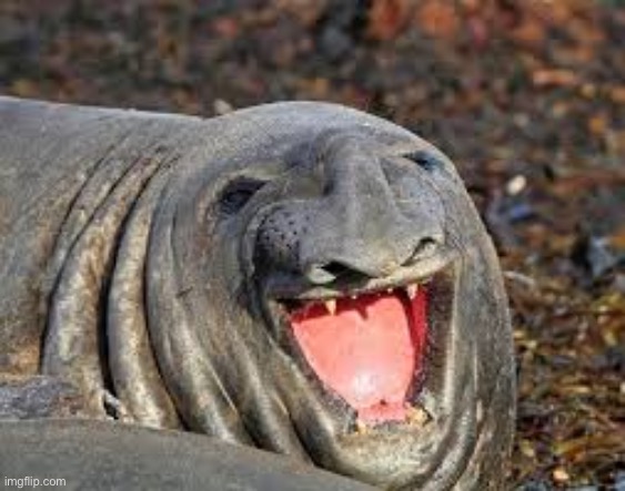 Weird Seal | image tagged in weird seal | made w/ Imgflip meme maker