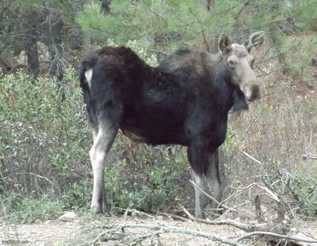 Young Moose that used to hang out on our property. | image tagged in photography | made w/ Imgflip meme maker