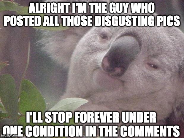 Dank Koala | ALRIGHT I'M THE GUY WHO POSTED ALL THOSE DISGUSTING PICS; I'LL STOP FOREVER UNDER ONE CONDITION IN THE COMMENTS | image tagged in dank koala | made w/ Imgflip meme maker