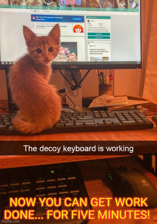Your cat will distract you! | NOW YOU CAN GET WORK DONE... FOR FIVE MINUTES! | image tagged in cats,computer,bored keyboard cat,distraction,cute cat | made w/ Imgflip meme maker