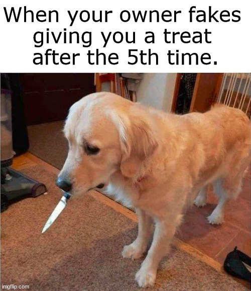 When your owner fakes 
giving you a treat 
after the 5th time. | made w/ Imgflip meme maker