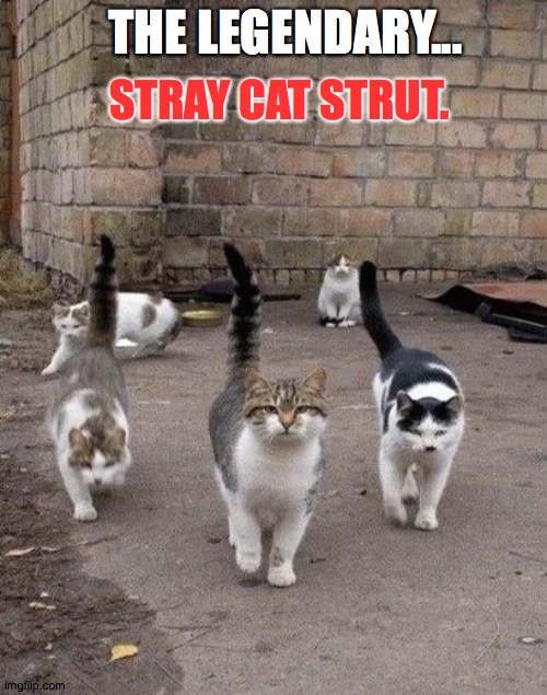 Stray Cat Strut | STRAY CAT STRUT. THE LEGENDARY... | image tagged in alley cats,strut,regal,2020,love,feed me | made w/ Imgflip meme maker