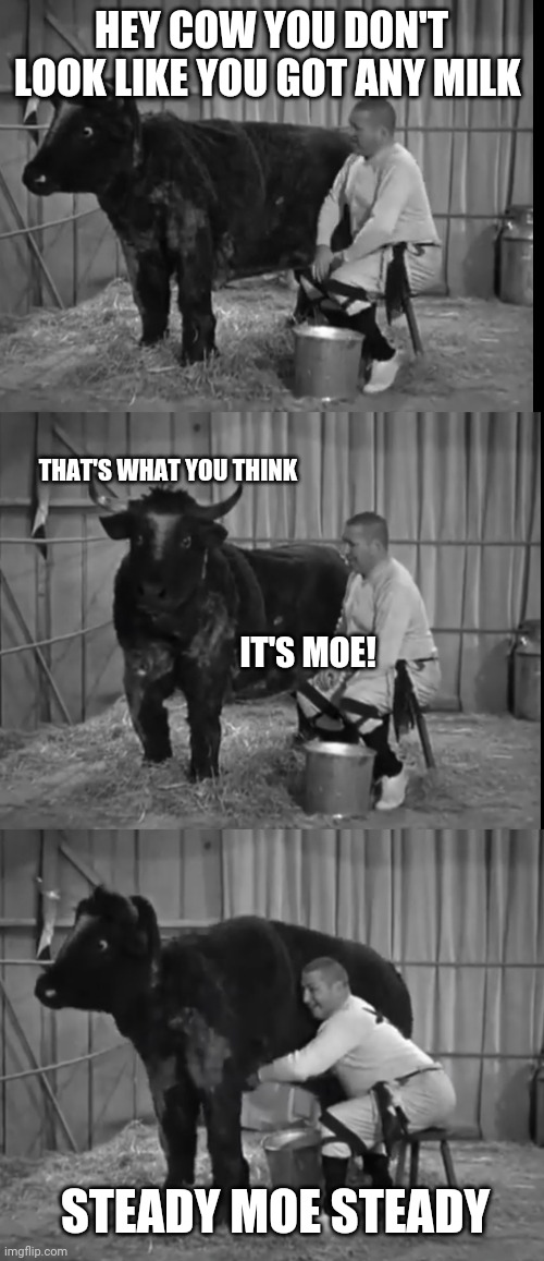 milk cow | HEY COW YOU DON'T LOOK LIKE YOU GOT ANY MILK; THAT'S WHAT YOU THINK; IT'S MOE! STEADY MOE STEADY | image tagged in three stooges | made w/ Imgflip meme maker