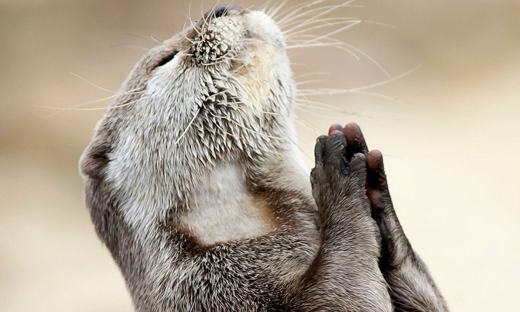High Quality Praying Otter Blank Meme Template