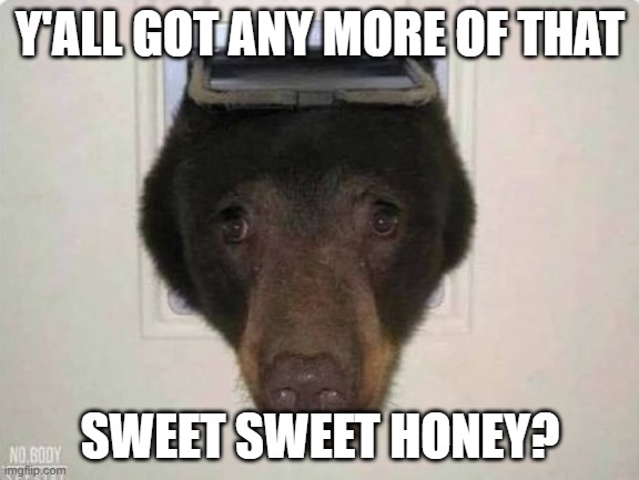 ya'll got any of that sweet sweet honey | Y'ALL GOT ANY MORE OF THAT; SWEET SWEET HONEY? | image tagged in bears,honey | made w/ Imgflip meme maker