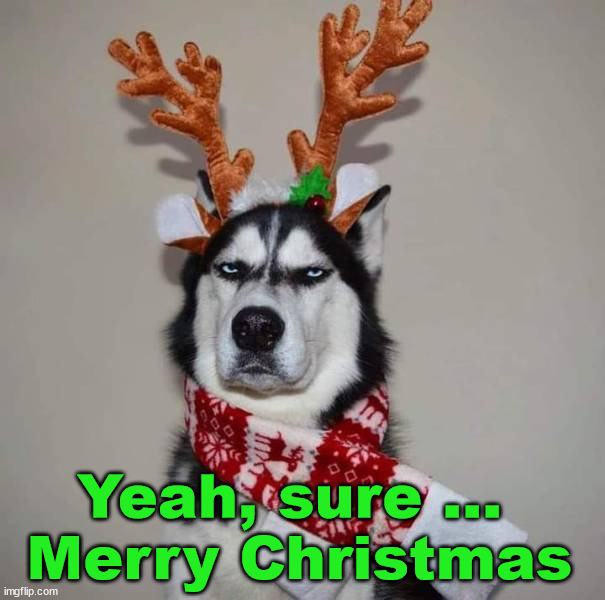 Hope he got a treat after the picture. | Yeah, sure ... 
Merry Christmas | image tagged in dogs | made w/ Imgflip meme maker