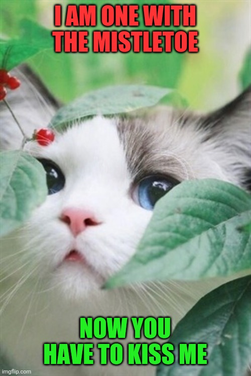 KITTY WANTS KISSES | I AM ONE WITH THE MISTLETOE; NOW YOU HAVE TO KISS ME | image tagged in cats,funny cats,mistletoe,christmas | made w/ Imgflip meme maker