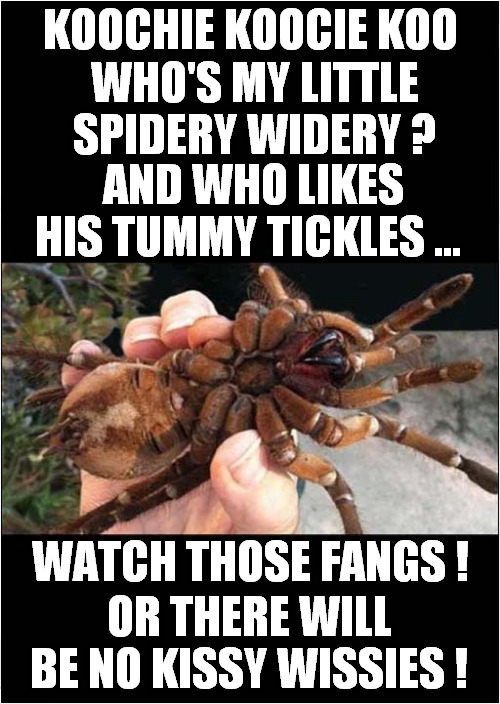 Arachnophiles: Please Stay Away ! | KOOCHIE KOOCIE KOO; WHO'S MY LITTLE SPIDERY WIDERY ? AND WHO LIKES HIS TUMMY TICKLES …; WATCH THOSE FANGS ! OR THERE WILL BE NO KISSY WISSIES ! | image tagged in fun,spiders,madness,frontpage | made w/ Imgflip meme maker