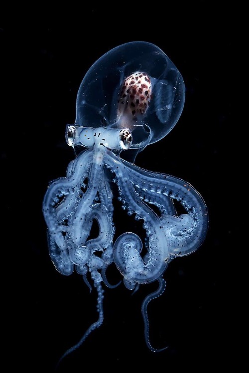 Transparent Octopus. Photo credit: Yung-sen Wu | image tagged in awesome,pics,photography | made w/ Imgflip meme maker