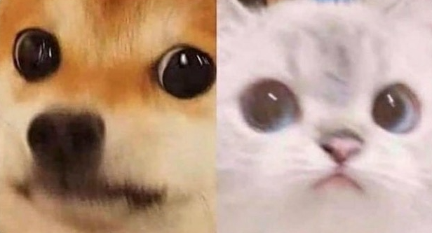 High Quality scared cat and scared dog Blank Meme Template