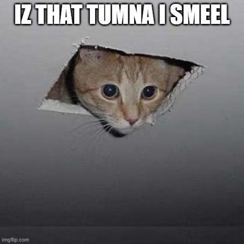 Ceiling Cat | IZ THAT TUMNA I SMEEL | image tagged in memes,ceiling cat | made w/ Imgflip meme maker