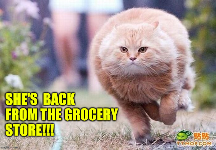 Cat knows | SHE'S  BACK
FROM THE GROCERY 
STORE!!! | image tagged in cat,feeding time,groceries | made w/ Imgflip meme maker