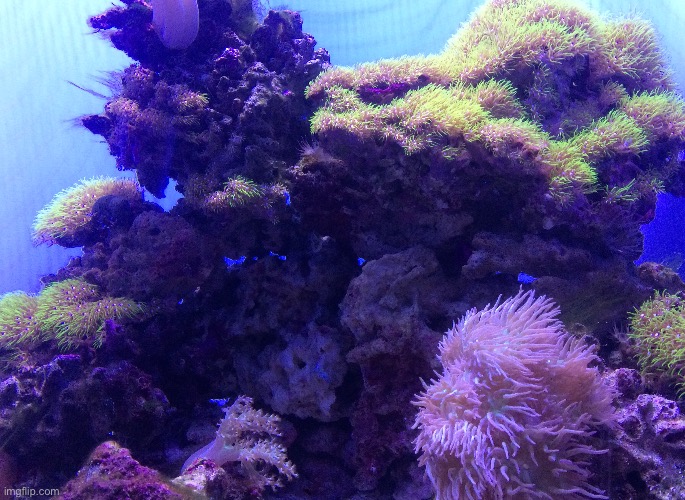 Pretty | image tagged in pretty,coral,anemone,photo | made w/ Imgflip meme maker