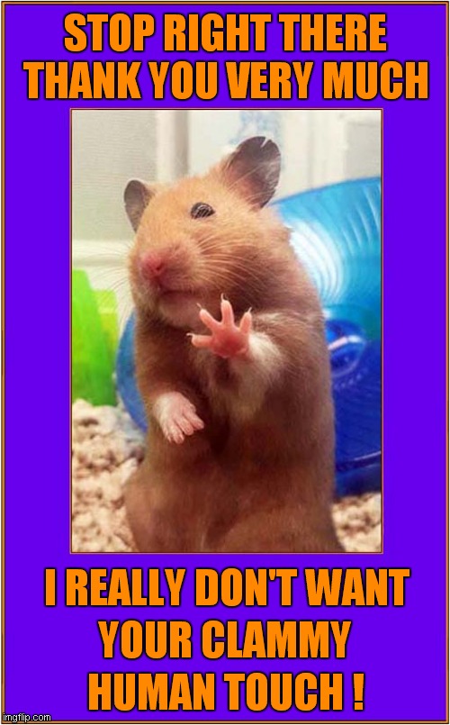 Hamster Spice ! | STOP RIGHT THERE; THANK YOU VERY MUCH; I REALLY DON'T WANT; YOUR CLAMMY; HUMAN TOUCH ! | image tagged in fun,spice girls,hamster,misheard lyrics | made w/ Imgflip meme maker