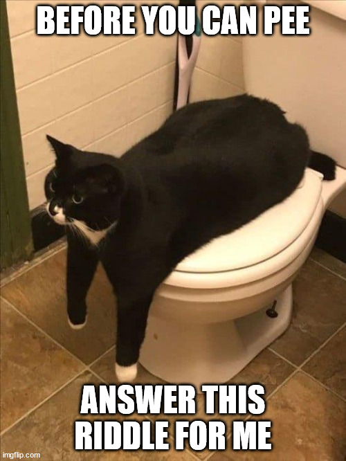Toilet master | BEFORE YOU CAN PEE; ANSWER THIS RIDDLE FOR ME | image tagged in cats,funny cats,riddle | made w/ Imgflip meme maker