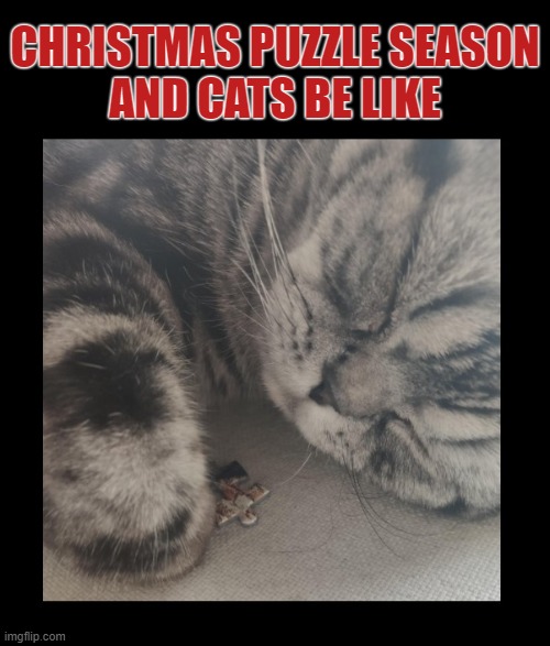 Pure evil!  LOL | CHRISTMAS PUZZLE SEASON
AND CATS BE LIKE | image tagged in cats,funny,funny cats,christmas,puzzles,missing piece | made w/ Imgflip meme maker
