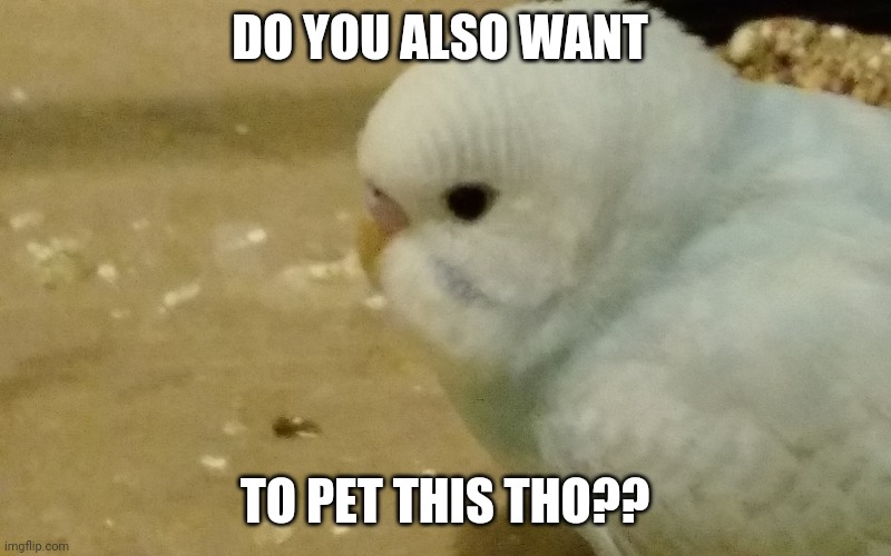 DO YOU ALSO WANT TO PET THIS THO?? | made w/ Imgflip meme maker