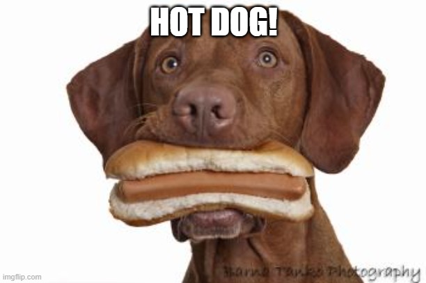 HOT DOG! | image tagged in dog eating hot dog | made w/ Imgflip meme maker