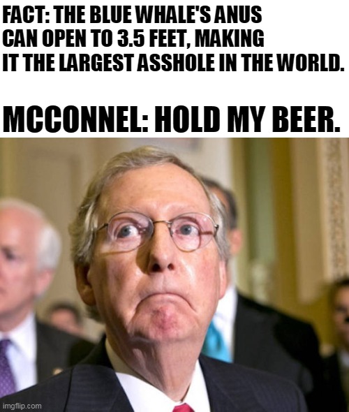 Mitch McConnell vs Blue Whale Anus |  FACT: THE BLUE WHALE'S ANUS CAN OPEN TO 3.5 FEET, MAKING IT THE LARGEST ASSHOLE IN THE WORLD. MCCONNEL: HOLD MY BEER. | image tagged in mitch mcconnell | made w/ Imgflip meme maker