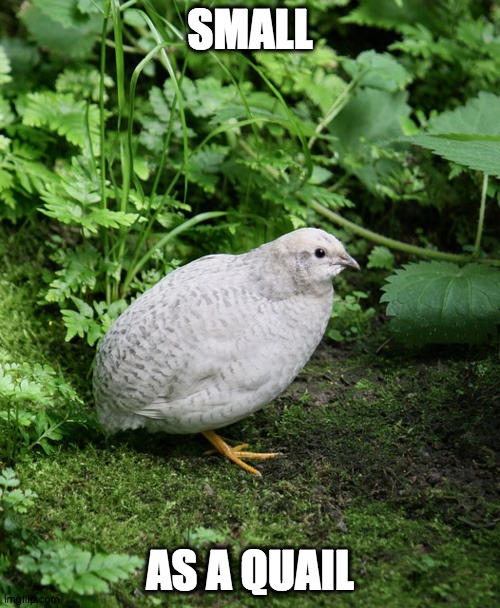 smaall | SMALL; AS A QUAIL | made w/ Imgflip meme maker