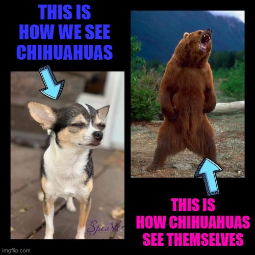 And those damn sharp little teeth... |  THIS IS HOW WE SEE CHIHUAHUAS; THIS IS HOW CHIHUAHUAS SEE THEMSELVES | image tagged in chihuahuas,memes,dogs,funny,animals,bears | made w/ Imgflip meme maker
