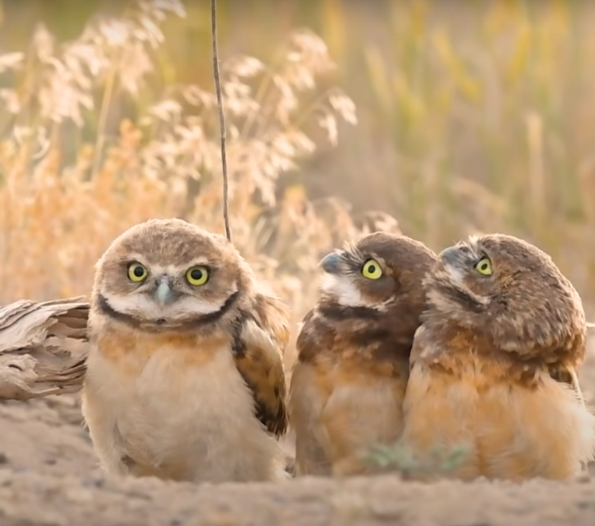 Owl with big stick Blank Meme Template
