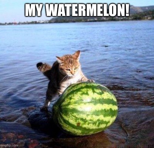 Argument invalid watermelon cat | MY WATERMELON! | image tagged in argument invalid watermelon cat | made w/ Imgflip meme maker