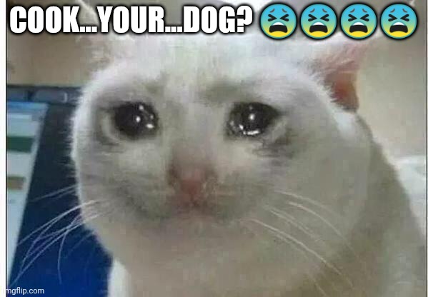 Sad kat | COOK...YOUR...DOG? 😫😫😫😫 | image tagged in crying cat | made w/ Imgflip meme maker