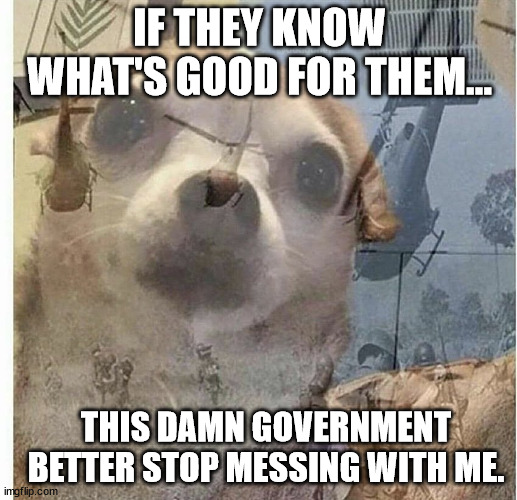 PTSD Chihuahua | IF THEY KNOW WHAT'S GOOD FOR THEM... THIS DAMN GOVERNMENT BETTER STOP MESSING WITH ME. | image tagged in ptsd chihuahua | made w/ Imgflip meme maker