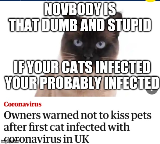 Anyways cats don't really get affected by coronavirus | NOVBODY IS THAT DUMB AND STUPID; IF YOUR CATS INFECTED YOUR PROBABLY INFECTED | image tagged in raycat,cat | made w/ Imgflip meme maker