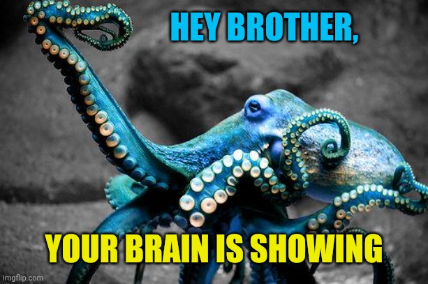 awesome octopus | HEY BROTHER, YOUR BRAIN IS SHOWING | image tagged in awesome octopus | made w/ Imgflip meme maker