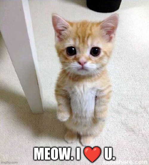 Wholesomeness 5032% | MEOW. I ❤️ U. | image tagged in memes,cute cat | made w/ Imgflip meme maker