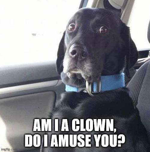 black lab wide eyed dog | AM I A CLOWN, DO I AMUSE YOU? | image tagged in black lab wide eyed dog | made w/ Imgflip meme maker