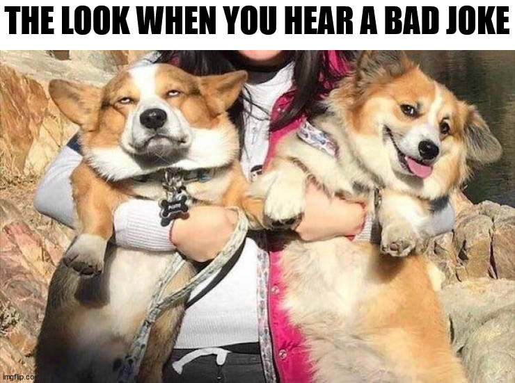 THE LOOK WHEN YOU HEAR A BAD JOKE | image tagged in dogs | made w/ Imgflip meme maker