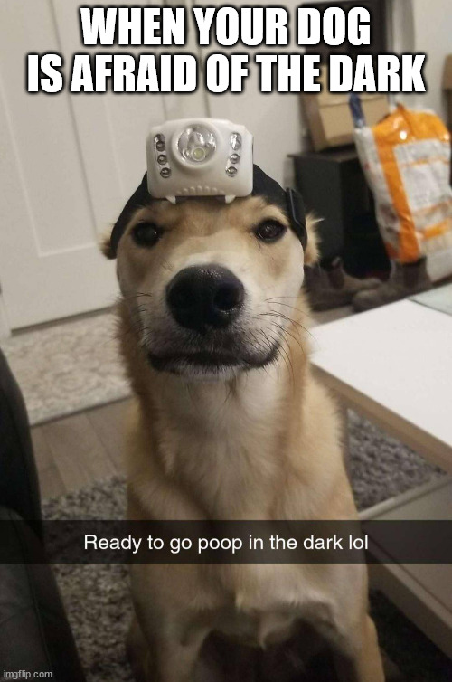 WHEN YOUR DOG IS AFRAID OF THE DARK | image tagged in dogs | made w/ Imgflip meme maker