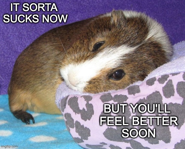 Comfort for a sad fuzzball | IT SORTA 
SUCKS NOW; BUT YOU'LL 
FEEL BETTER
SOON | image tagged in need comfort,guinea pig,cute,sick,comfort | made w/ Imgflip meme maker