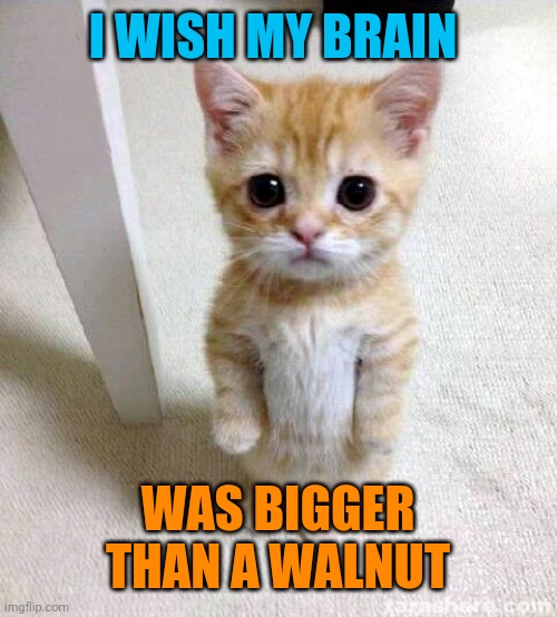 Cute Cat Meme | I WISH MY BRAIN WAS BIGGER THAN A WALNUT | image tagged in memes,cute cat | made w/ Imgflip meme maker