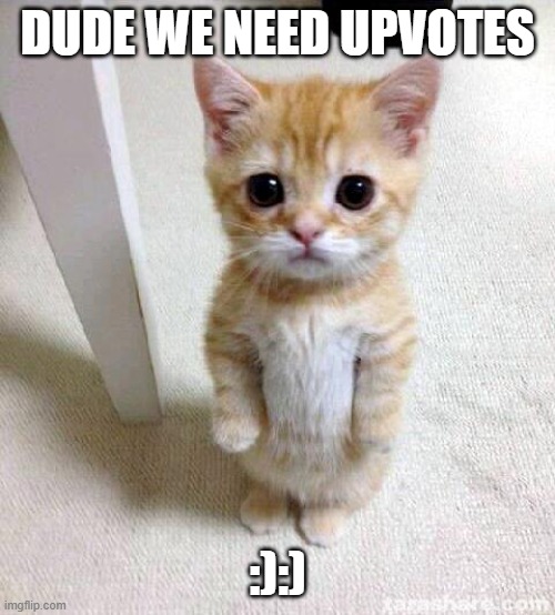 Cute Cat | DUDE WE NEED UPVOTES; :):) | image tagged in memes,cute cat | made w/ Imgflip meme maker