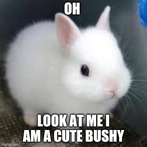 cute fluffy bunny | OH; LOOK AT ME I AM A CUTE BUSHY | image tagged in cute fluffy bunny | made w/ Imgflip meme maker