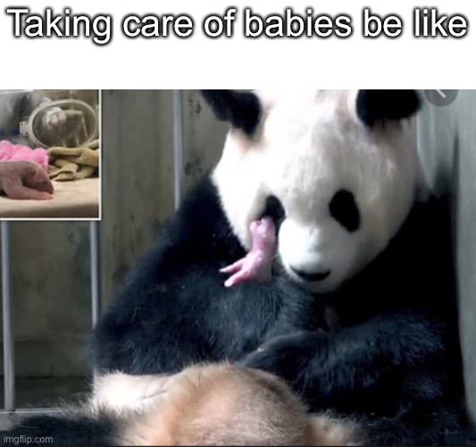 Yes | Taking care of babies be like | image tagged in panda,parents,parenting,babies | made w/ Imgflip meme maker