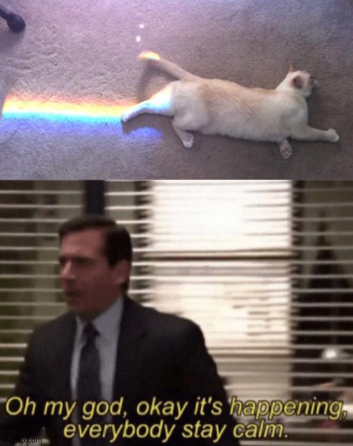 Nyan cat | image tagged in oh my god okay it's happening everybody stay calm,memes,funny,nyan cat,cats,animals | made w/ Imgflip meme maker