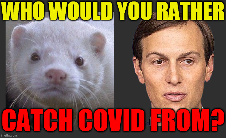 Mink vs Jared Kushner | WHO WOULD YOU RATHER CATCH COVID FROM? | image tagged in mink vs jared kushner | made w/ Imgflip meme maker