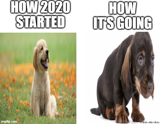 2020 at the beginning, VS now. | HOW 2020 STARTED; HOW IT'S GOING | image tagged in blank white template,2020 sucks,2020,dog,puppy | made w/ Imgflip meme maker