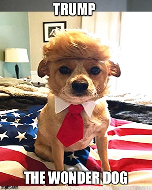 TRUMP THE WONDER DOG | made w/ Imgflip meme maker