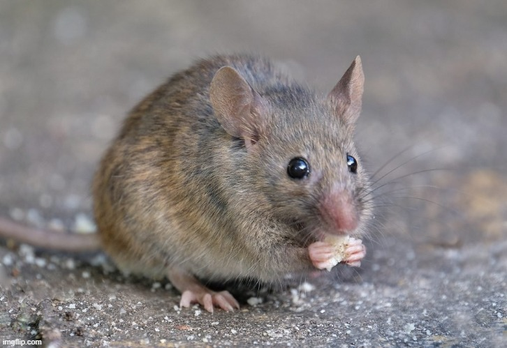 High Quality Mouse eating food Blank Meme Template